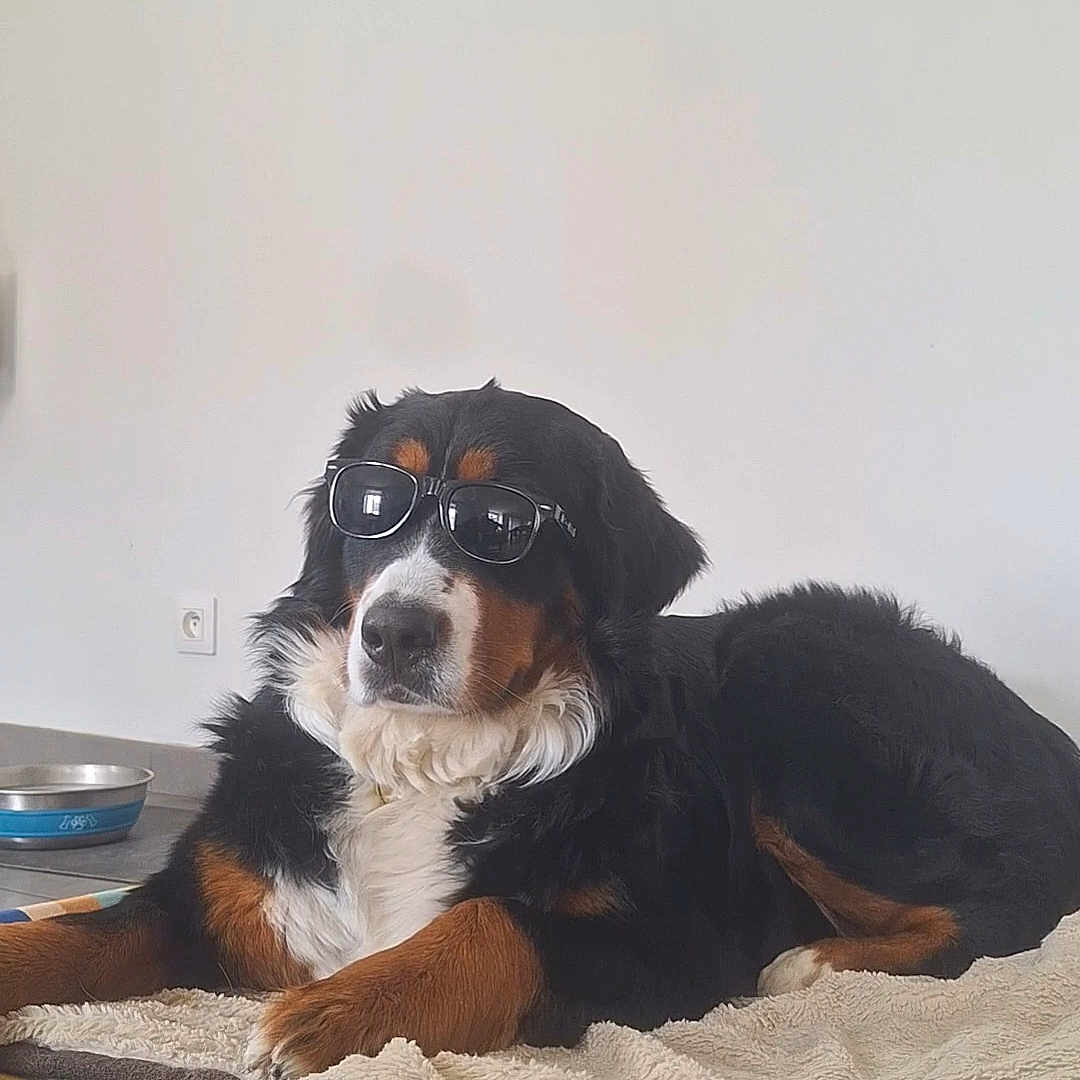Pouka participe au concours pour gagner de l'argent avec cette photo : dog, bernese_mountain_dog, sunglasses, pet, indoor, blanket, bed, floor, resting, cozy, canine, animal, fur, black, brown, white, relaxed, portrait, house, map