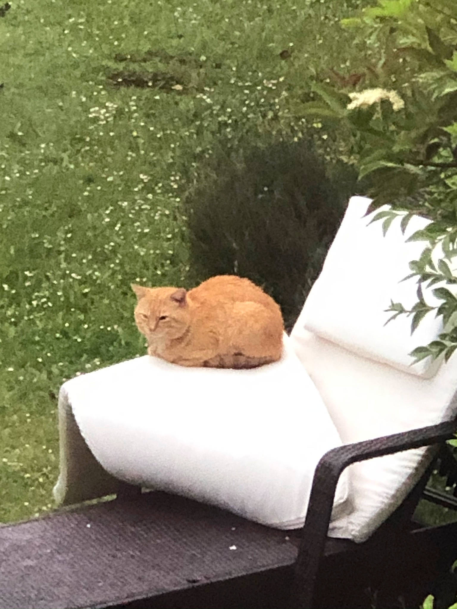 Fluff joined the competition — help win amazing prizes! armrest, carnivore, cat, club_chair, comfort, fawn, felidae, furniture, grass, grass_family, outdoor_furniture, plant, road_surface, sitting, small_to_medium_sized_cats, tail, tints_and_shades, tree, whiskers, wood