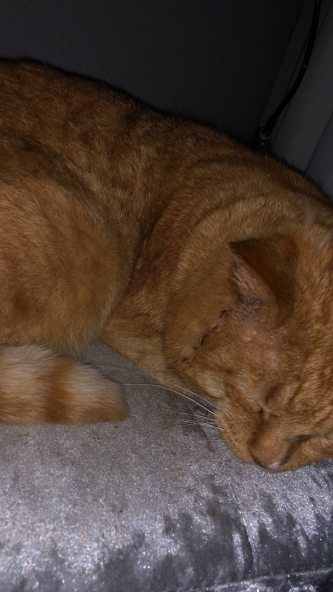 Fluff joined the competition — help win amazing prizes! carnivore, cat, claw, comfort, dog_breed, domestic_short_haired_cat, fawn, felidae, fur, liver, nap, sleep, small_to_medium_sized_cats, snout, sporting_group, tail, terrestrial_animal, whiskers, wood, wrinkle