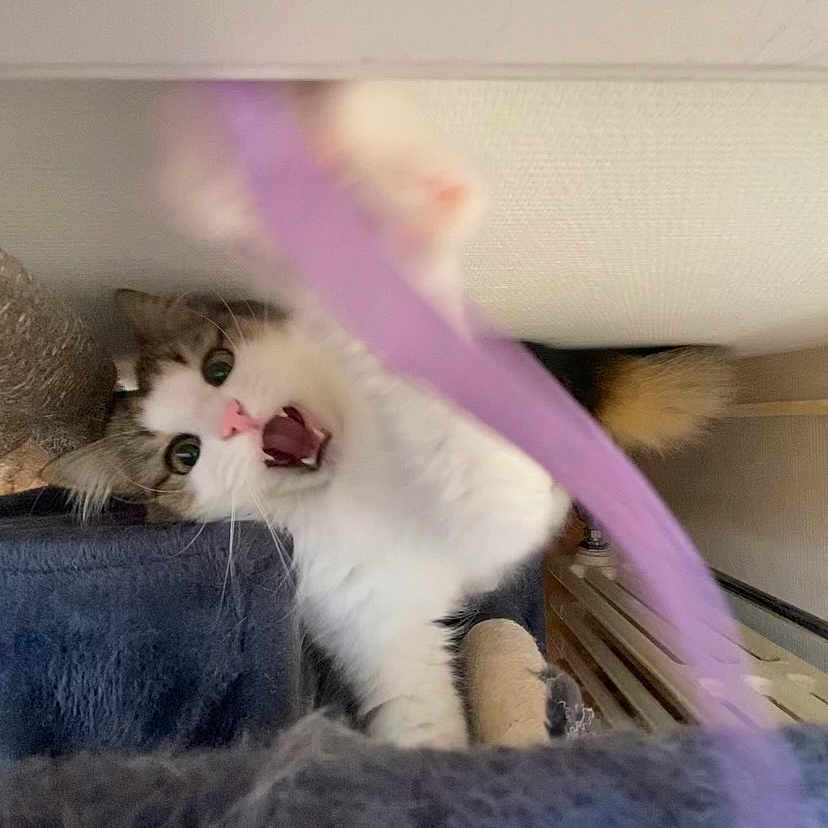 Rakoon participe au concours pour gagner de l'argent avec cette photo : accessories, animal, bear, bodypart, cat, chair, couch, face, furniture, head, indoors, kitten, mouth, person, pet, photography, portrait, purple, sleeping, strap