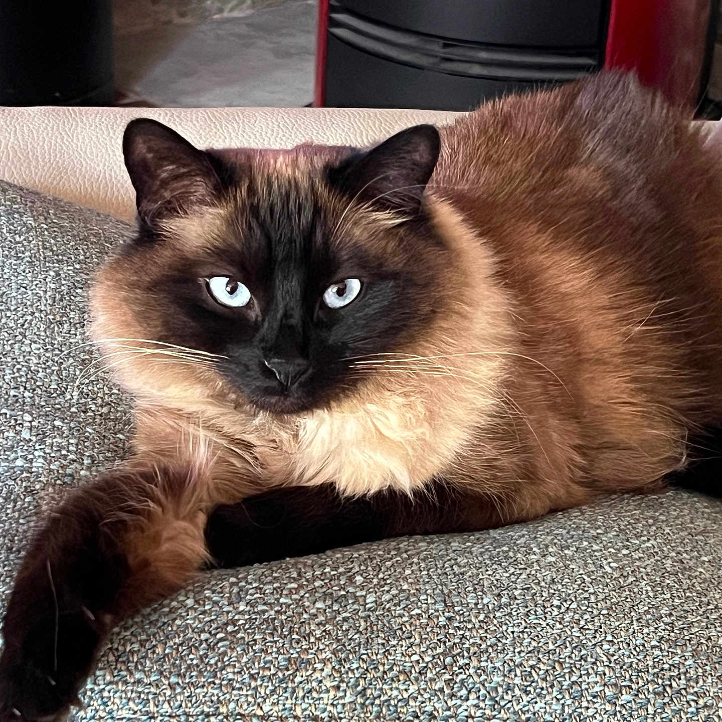 Unna Adulte participe au concours pour gagner de l'argent avec cette photo : animal, architecture, armchair, building, cat, chair, couch, cushion, furniture, homedecor, indoors, kitten, livingroom, manx, pet, room, siamese