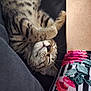 kitten, cat, sleeping, tabby, paw, fur, person, leg, shorts, floral_pattern, striped_shorts, resting, cute, cozy, closeup, indoor, relaxation, comfort, animal, pet