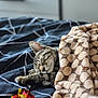 cat, tabby, sleeping, blanket, fleece, bed, cozy, indoor, pet, fur, whiskers, ears, paws, toy, comfort, relaxation, pattern, closeup, rest, domestic
