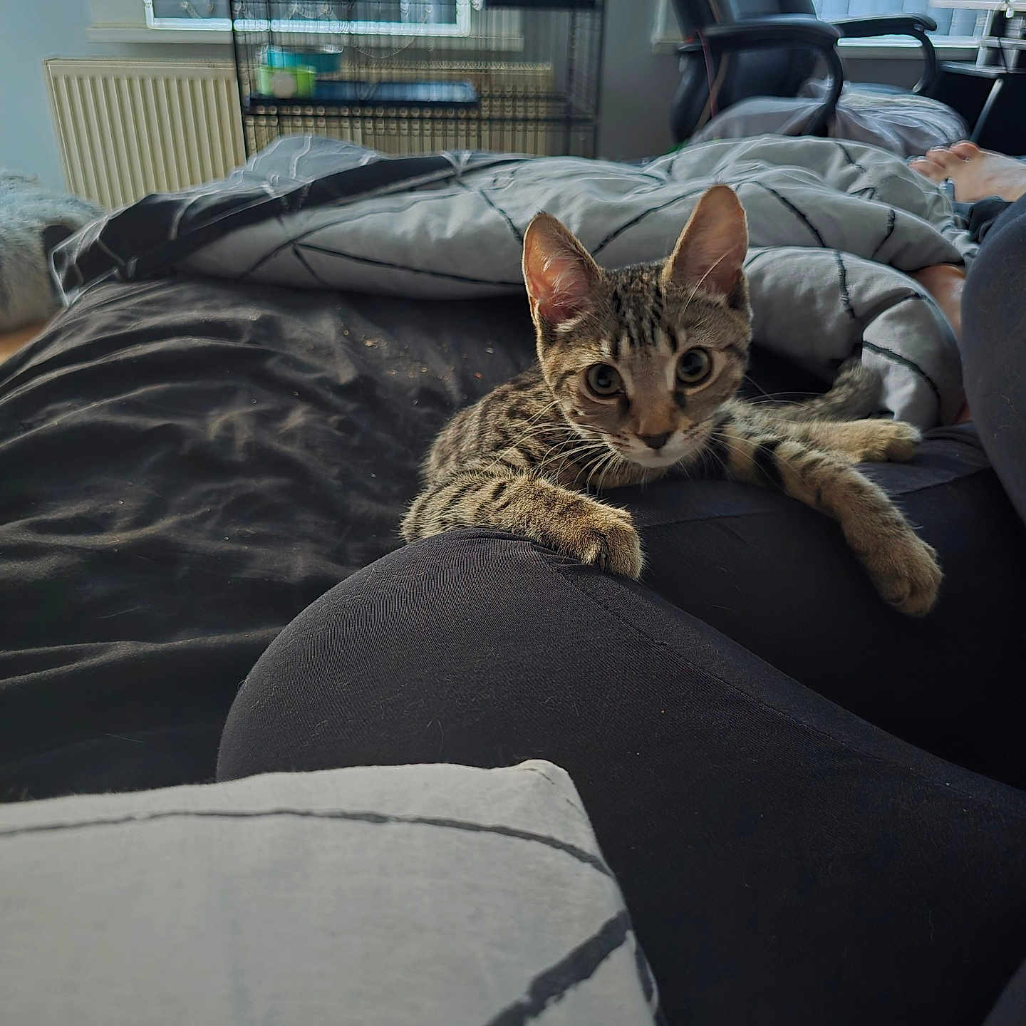 Nala joined the competition — help win amazing prizes! bed, black_clothing, blanket, cage, cat, chair, cozy, curious, furniture, home, indoor, kitten, leg, paws, person, pet, playful, radiator, resting, tabby
