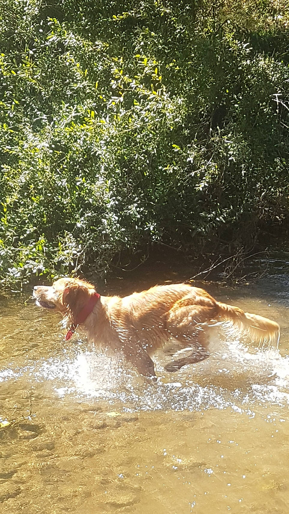 Okey a rejoint le concours — aidez-le/la à gagner de superbes lots ! canidae, carnivore, dog, dog_breed, fawn, fluvial_landforms_of_streams, grass, lake, liquid, people_in_nature, plant, recreation, retriever, sporting_group, stream, tail, tree, water, watercourse, wildlife