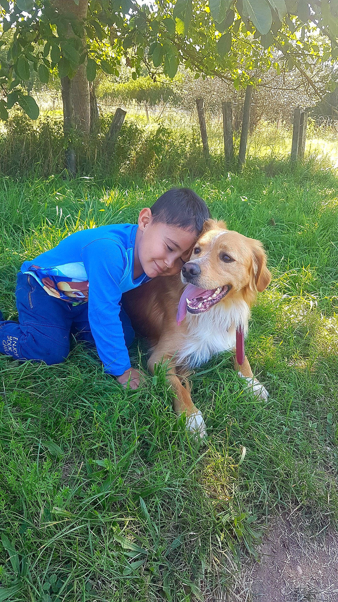 Okey a rejoint le concours — aidez-le/la à gagner de superbes lots ! carnivore, companion_dog, dog, dog_breed, fawn, fun, grass, grassland, gun_dog, happy, hunting_dog, leisure, pasture, people_in_nature, plant, recreation, retriever, sporting_group, t_shirt, tree