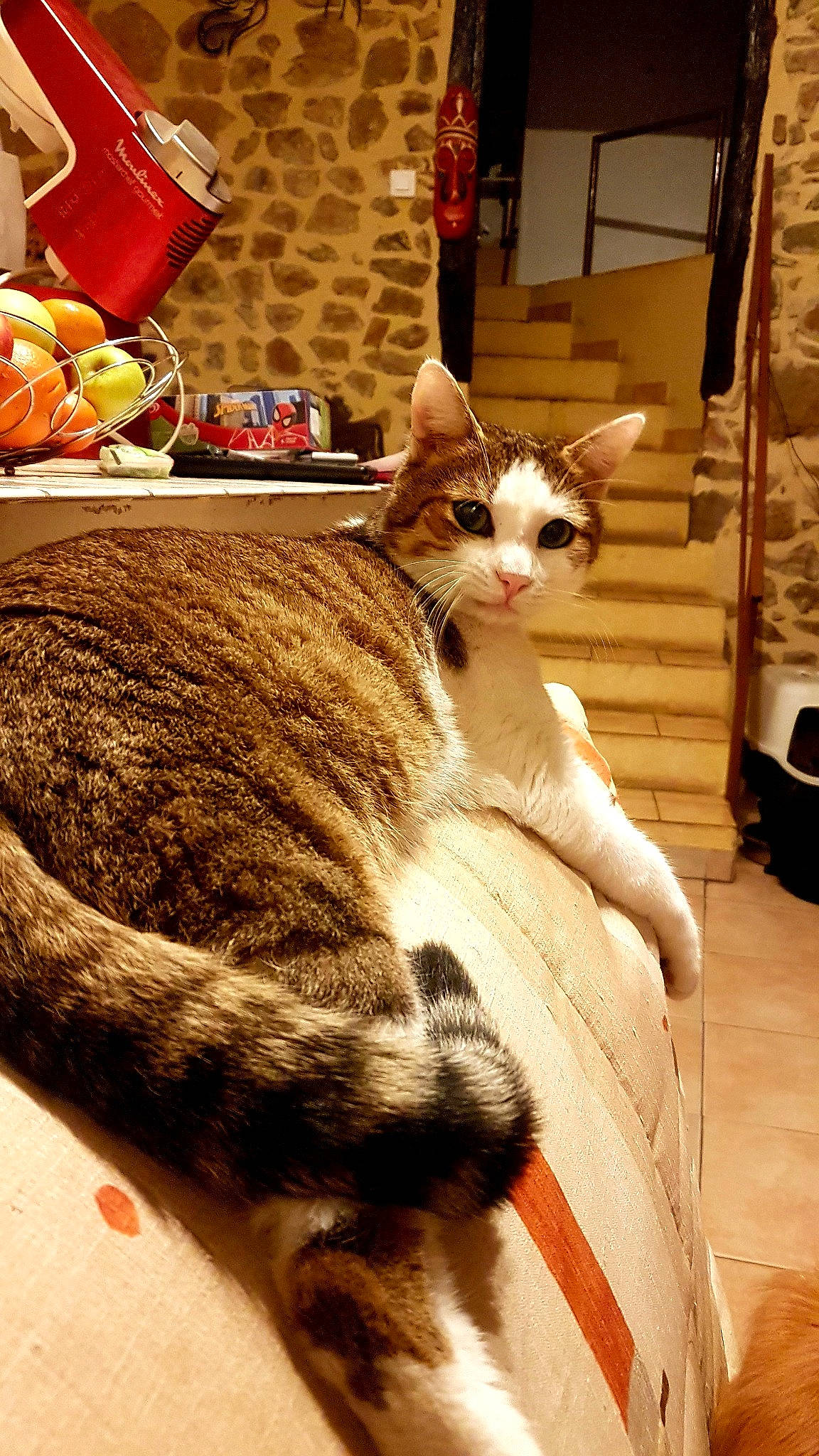 Tic participe au concours pour gagner de l'argent avec cette photo : carnivore, cat, cat_furniture, claw, comfort, domestic_short_haired_cat, fawn, felidae, fur, lamp, light, linens, paw, sitting, small_to_medium_sized_cats, snout, tail, terrestrial_animal, whiskers, wood