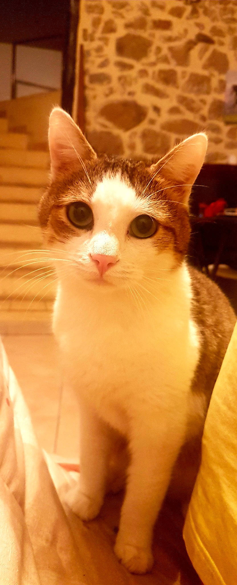 Tic participe au concours pour gagner de l'argent avec cette photo : carnivore, cat, domestic_short_haired_cat, eye, felidae, fur, small_to_medium_sized_cats, snout, whiskers, window