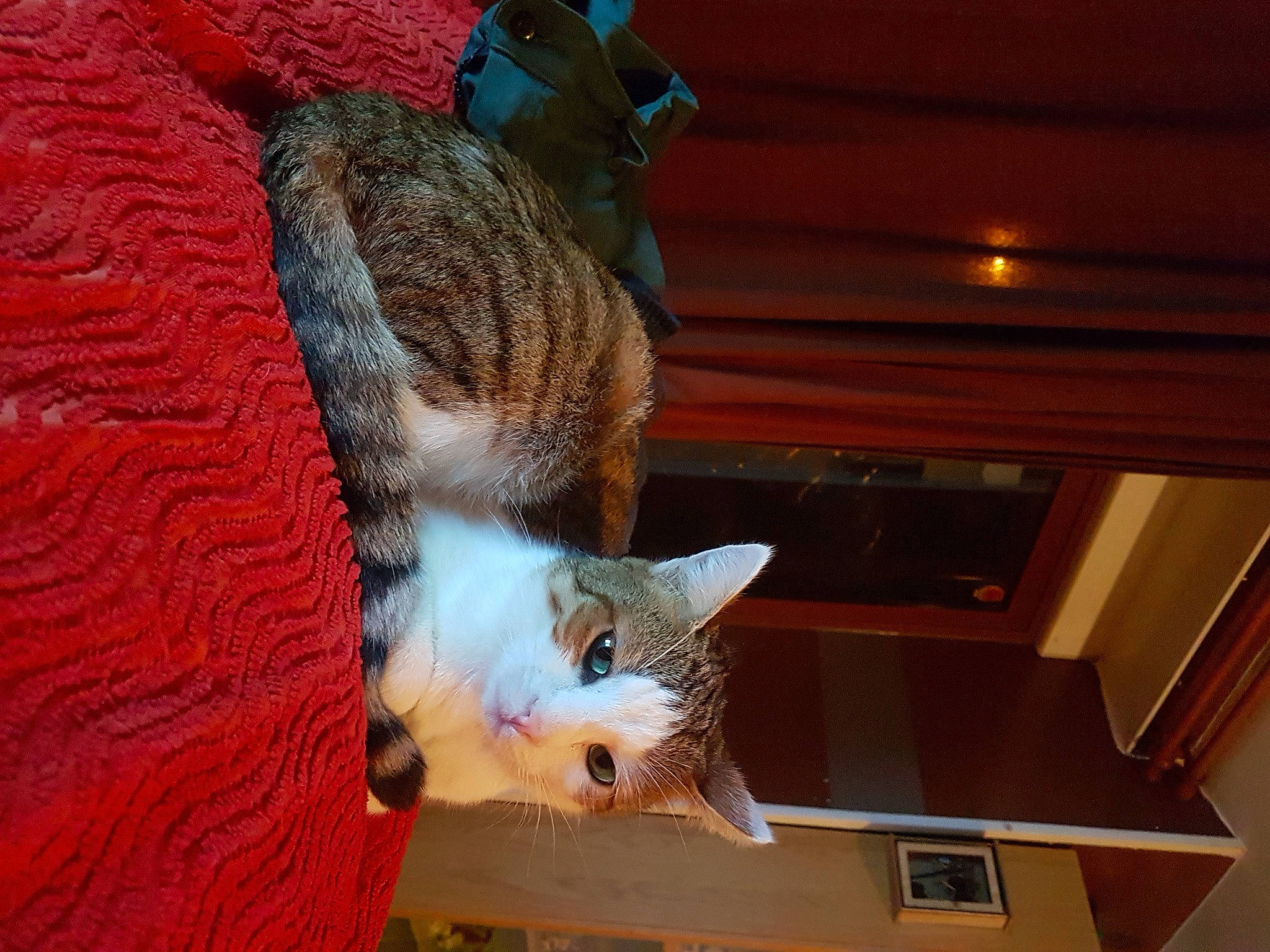 Tic a rejoint le concours — aidez-le/la à gagner de superbes lots ! canidae, carnivore, cat, claw, domestic_short_haired_cat, fawn, felidae, foot, fur, hardwood, leg, mammal, paw, small_to_medium_sized_cats, snout, tail, vertebrate, whiskers, window, wood