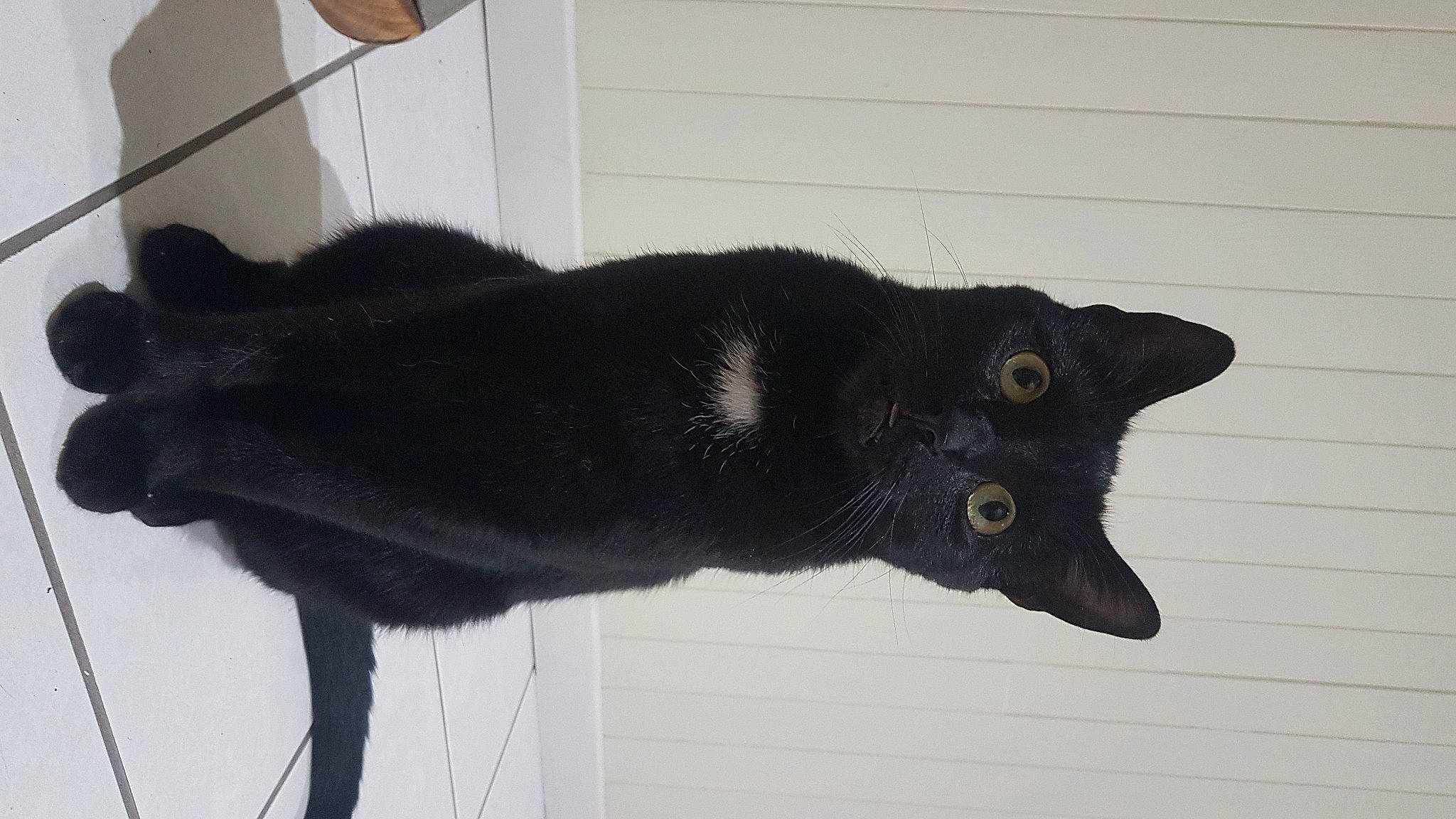 Baghera participe au concours pour gagner de l'argent avec cette photo : black_cat, bombay, canidae, carnivore, cat, claw, dog_breed, domestic_short_haired_cat, felidae, fur, plant, small_to_medium_sized_cats, snout, tail, terrestrial_animal, vertebrate, whiskers