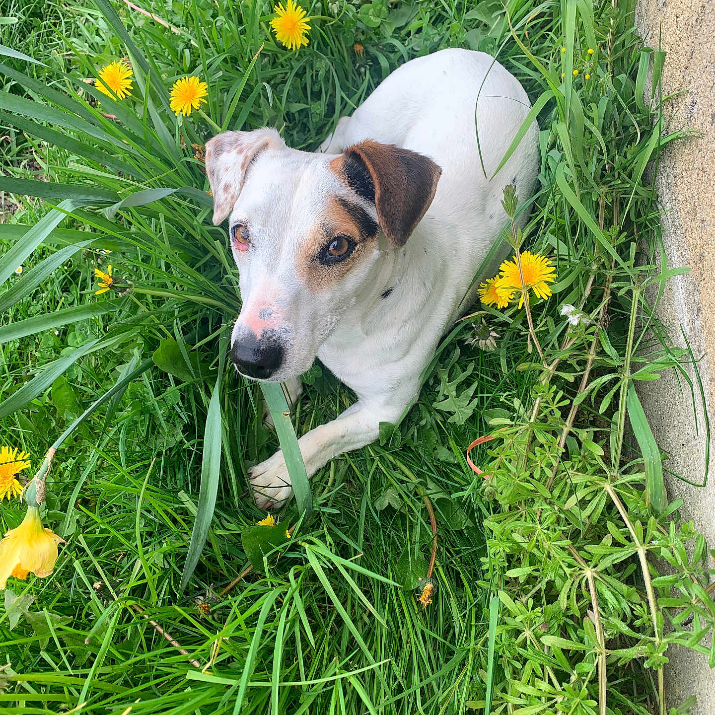 Plume a rejoint le concours — aidez-le/la à gagner de superbes lots ! animal, canine, daisy, dog, field, flower, grass, grassland, herbal, herbs, hound, lawn, leaf, nature, outdoors, pet, petal, plant, puppy, vegetation