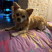 Vang participe au concours pour gagner de l'argent avec cette photo : dog, small_dog, bed, indoor, pet, curious, fur, ears, stone_wall, colorful_bedspread, cozy, animal, resting, looking_at_camera, paw, tail, furniture, room, home, cute