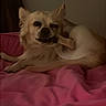 dog, pet, bone, blanket, pink, indoor, relaxed, light_brown, fur, canine, chewing, resting, bed, cozy, animal, cute, small_dog, sleepy, companion, domestic