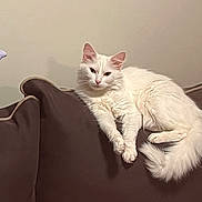 Princess is registered to the contest to win money with this photo: cat, white_cat, fluffy, lounging, couch, furniture, indoor, pet, animal, relaxed, resting, domestic_cat, wall, brown_couch, fur, ears, tail, paws, calm, cute