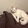 cat, white_cat, fluffy, lounging, couch, furniture, indoor, pet, animal, relaxed, resting, domestic_cat, wall, brown_couch, fur, ears, tail, paws, calm, cute