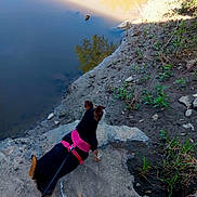 Toetoe is registered to the contest to win money with this photo: dog, pink_harness, leash, rock, water, reflection, dirt, plants, outdoor, nature, curious, animal, pet, daylight, calm, riverbank, small_dog, walking, exploring, canine