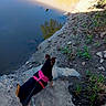 dog, pink_harness, leash, rock, water, reflection, dirt, plants, outdoor, nature, curious, animal, pet, daylight, calm, riverbank, small_dog, walking, exploring, canine