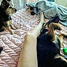 Toetoe is registered to the contest to win money with this photo: dog, bed, blanket, leg, indoor, curtains, furniture, human, pet, playful, relaxing, soft_light, room, comfort, sleepwear, casual, fur, toy, resting, cozy