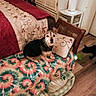 Toetoe joined the competition — help win amazing prizes! dog, cat, blanket, chair, pillow, bed, floor, wooden_floor, indoor, pet, animal, furniture, home, curious, cozy, colorful, tie_dye, black_cat, small_dog, wood