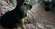 Toetoe is registered to the contest to win money with this photo: dog, bed, blanket, curtain, indoor, pet, fur, animal, cozy, pink, soft_light, rumpled, domestic, cute, sitting, ears, face, room, canine, furniture