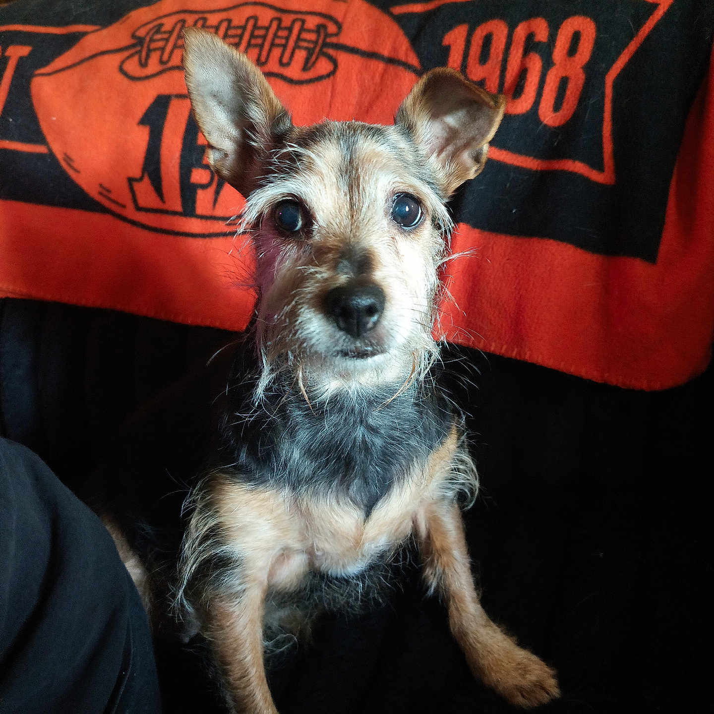 Toetoe is registered to the contest to win money with this photo: dog, pet, animal, small_dog, ears, fur, sitting, couch, blanket, orange, black, indoor, portrait, looking_at_camera, cute, whiskers, furniture, home, closeup, companion