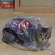 Ruby a rejoint le concours — aidez-le/la à gagner de superbes lots ! cat, tabby_cat, plastic_bag, floor, tile_floor, indoor, curious, pet, animal, playful, household, box, wooden_frame, eyes, face, feline, domestic_cat, looking, sitting, transparent