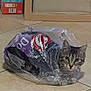 cat, tabby_cat, plastic_bag, floor, tile_floor, indoor, curious, pet, animal, playful, household, box, wooden_frame, eyes, face, feline, domestic_cat, looking, sitting, transparent