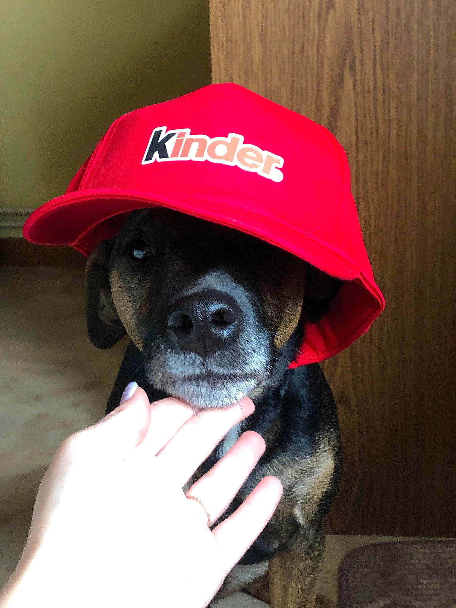 Ooslow a rejoint le concours — aidez-le/la à gagner de superbes lots ! baseball_cap, canidae, cap, carmine, carnivore, companion_dog, cricket_cap, dog, dog_breed, electric_blue, fashion_accessory, fawn, hat, logo, magenta, personal_protective_equipment, snout, sporting_group, sun_hat, working_animal