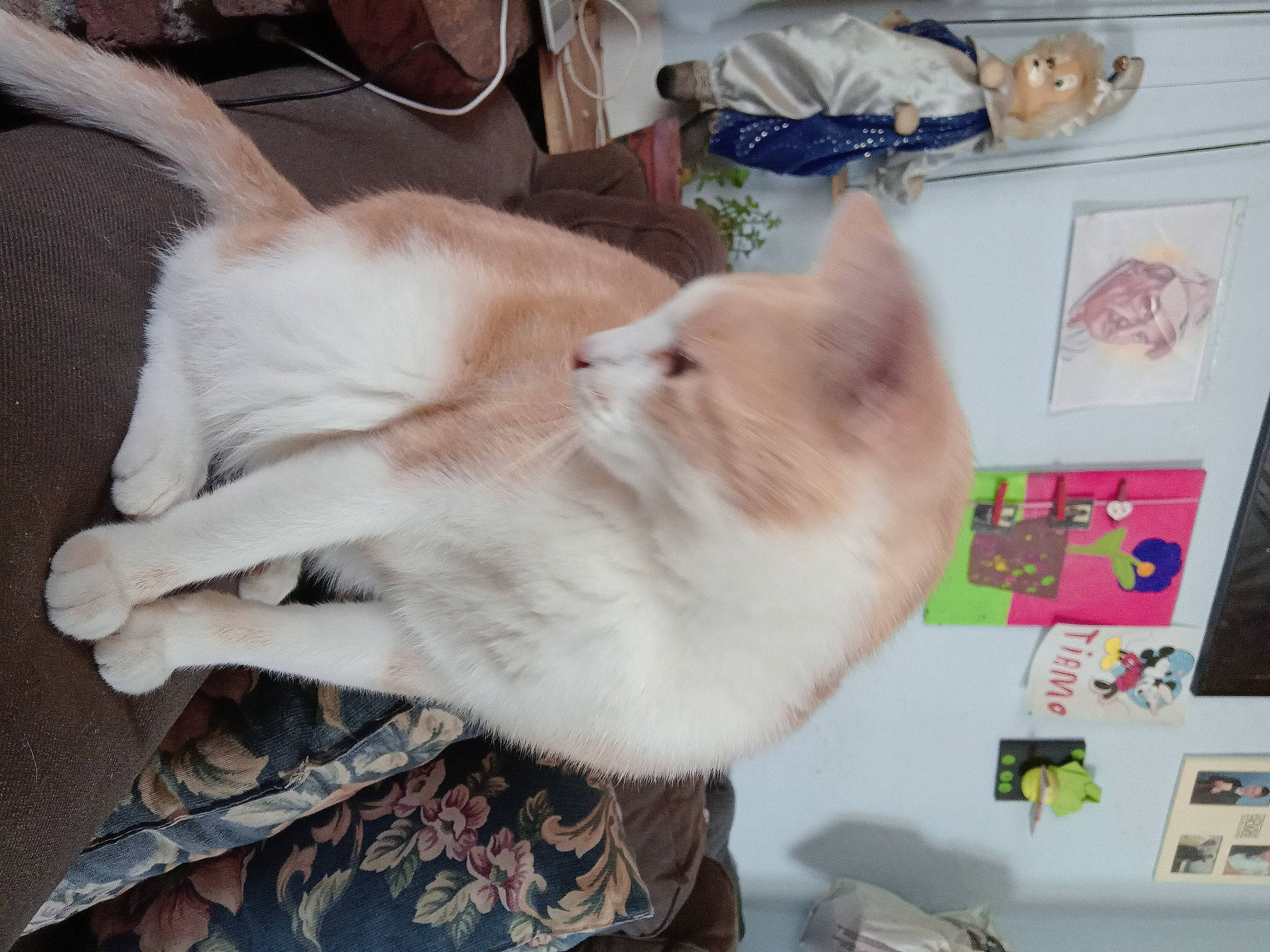 Guizmo a rejoint le concours — aidez-le/la à gagner de superbes lots ! art, canidae, carnivore, cat, claw, collar, comfort, companion_dog, dog_breed, domestic_short_haired_cat, ear, fawn, felidae, fur, paw, small_to_medium_sized_cats, sporting_group, tail, thai, whiskers