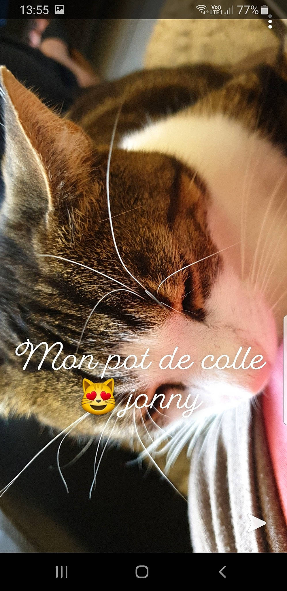 Jonny participe au concours pour gagner de l'argent avec cette photo : aegean_cat, american_wirehair, carnivore, cat, close_up, ear, european_shorthair, felidae, fur, norwegian_forest_cat, nose, organism, photo_caption, small_to_medium_sized_cats, snout, tabby_cat, whiskers