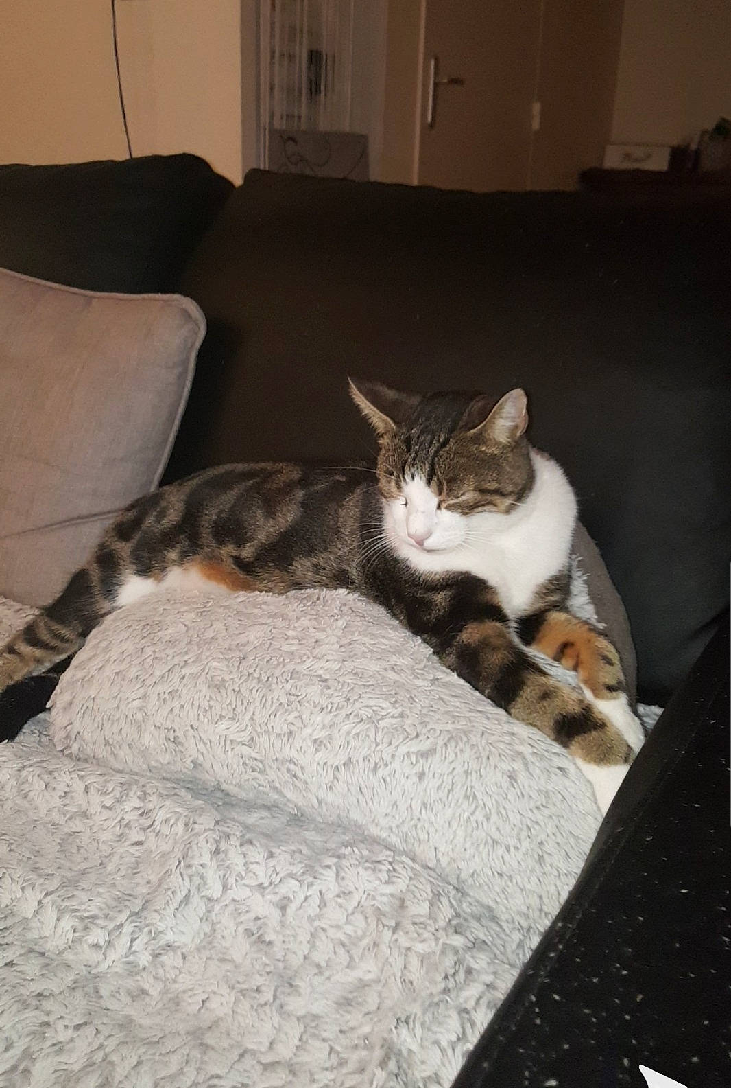 Jonny a rejoint le concours — aidez-le/la à gagner de superbes lots ! aegean_cat, bed, bed_sheet, carnivore, cat, comfort, domestic_short_haired_cat, european_shorthair, felidae, fur, furniture, kitten, linens, nap, paw, room, small_to_medium_sized_cats, whiskers