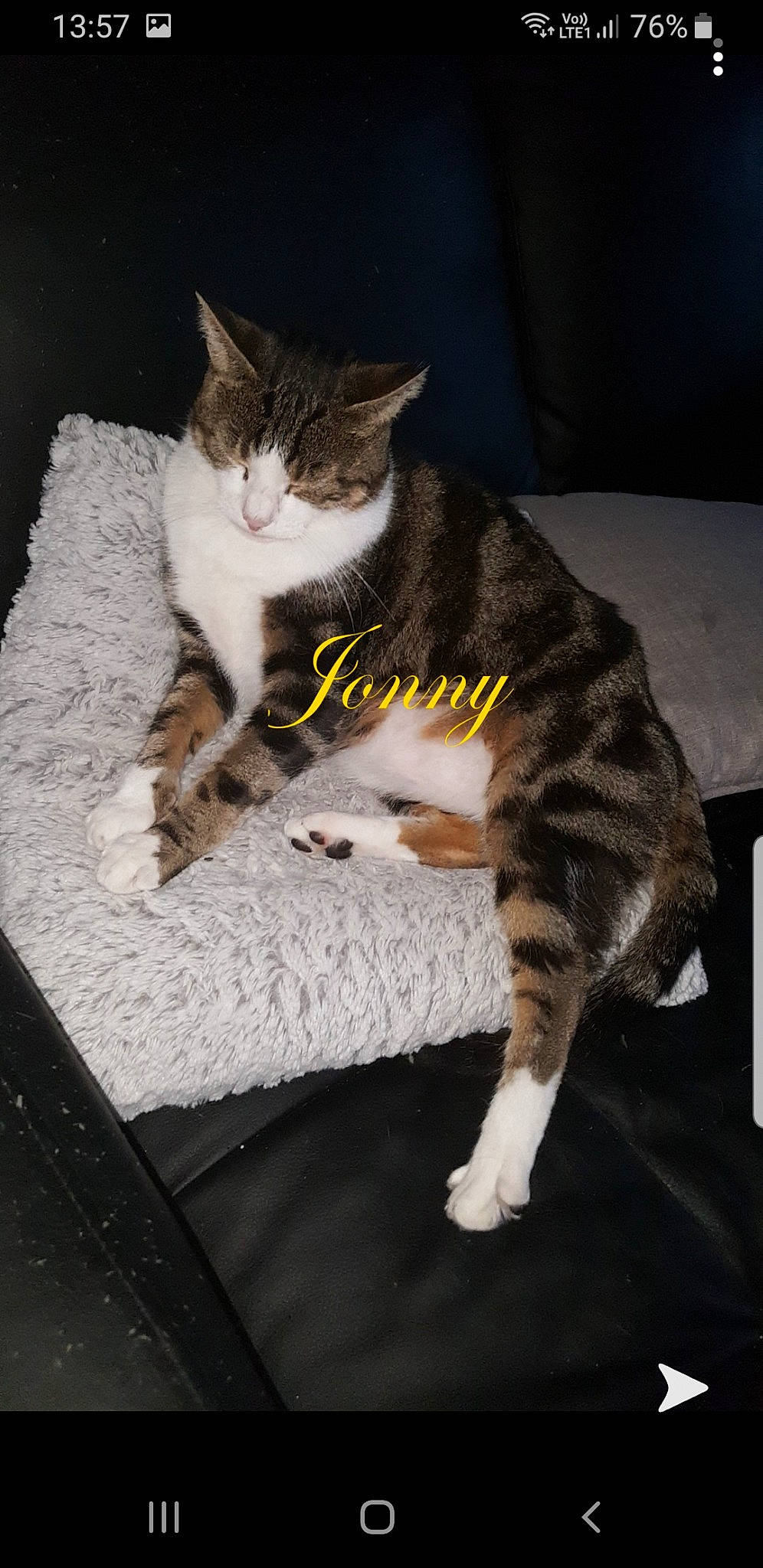 Jonny participe au concours pour gagner de l'argent avec cette photo : aegean_cat, american_wirehair, carnivore, cat, domestic_short_haired_cat, dragon_li, european_shorthair, felidae, fur, german_rex, kitten, paw, polydactyl_cat, small_to_medium_sized_cats, tabby_cat, whiskers