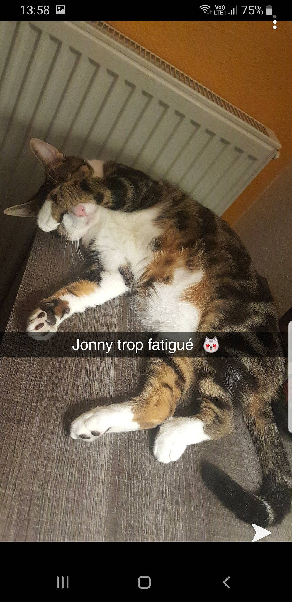 Jonny participe au concours pour gagner de l'argent avec cette photo : american_wirehair, carnivore, cat, domestic_short_haired_cat, european_shorthair, felidae, fur, kitten, mammal, paw, photo_caption, polydactyl_cat, small_to_medium_sized_cats, tabby_cat, tail, whiskers