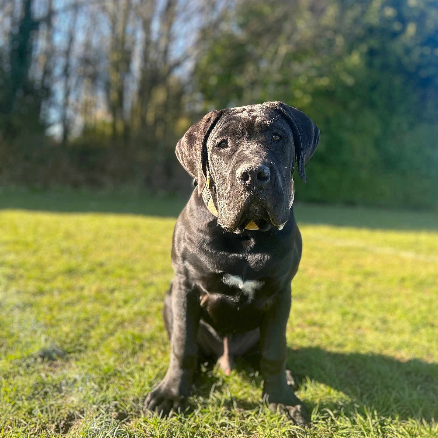 Roger is registered to the contest to win money with this photo: animal, boxer, bulldog, canine, dog, field, grass, grassland, hound, labradorretriever, lawn, nature, outdoors, park, pet, pitbull, plant, puppy, tree, vegetation