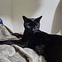 alert, animal, bedroom, black_cat, blanket, cat, close_up, comfort, domestic_cat, ears, eyes, feline, fur, indoor, mammal, pet, relaxed, resting, soft_texture, whiskers