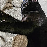 Eddie joined the competition — help win amazing prizes! animal, black_cat, blanket, cat, close_up, comfort, cozy, cute, domestic_cat, feline, fur, indoor, paw, peaceful, pet, relaxing, resting, sleeping, soft_texture, whiskers
