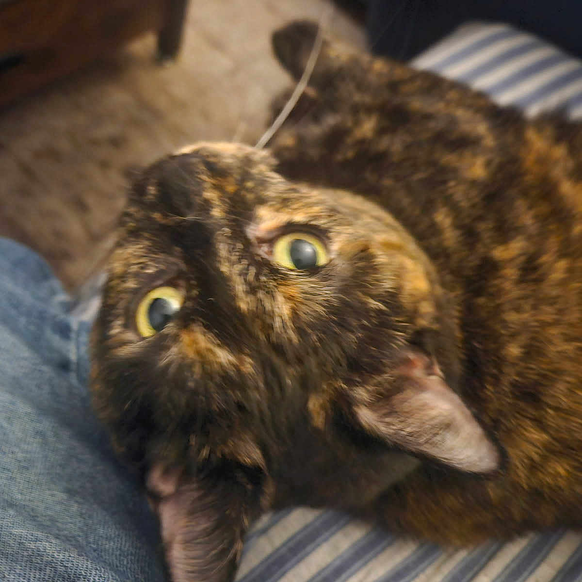 Bella