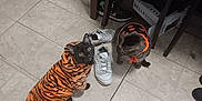 Binx joined the competition — help win amazing prizes! animal_clothing, black, black_cat, box, cat, chair, costume, curious, domestic_cat, floor_tiles, halloween, indoor, orange, pets, pumpkin_costume, shoes, striped_costume, tiled_floor, two_cats, white_shoes