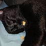 Binx joined the competition — help win amazing prizes! animal, bed, black_cat, closeup, cozy, cute, feline, fur, indoor, kibble, nap, nose, peaceful, pet, relaxation, resting, sleeping, soft, treat, whiskers