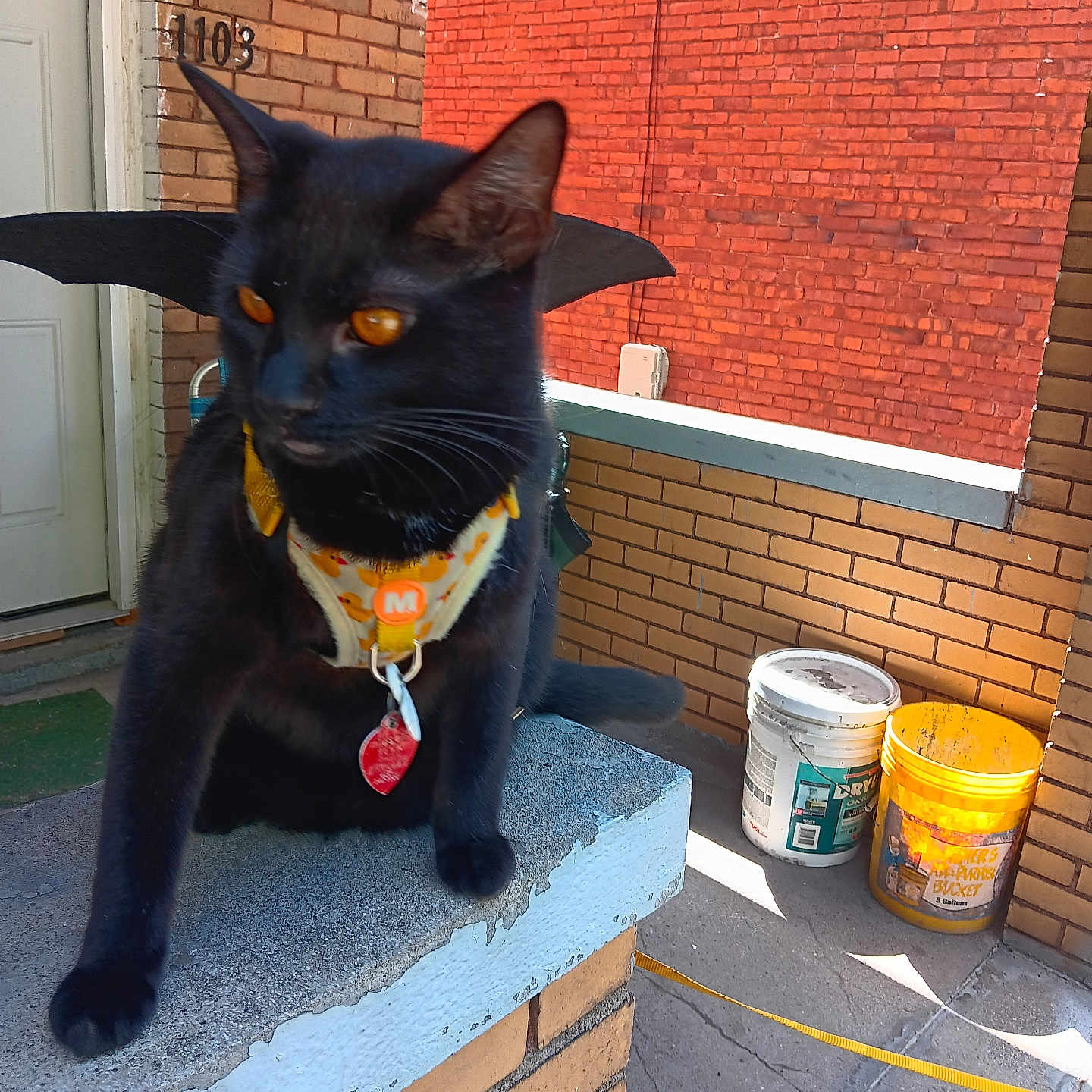Binx is registered to the contest to win money with this photo: animal, bat_wings, black_cat, brick_wall, bucket, cat, concrete, costume, daylight, door, harness, leash, orange_eyes, outdoor, pet, side_view, sitting, urban, white_bucket, yellow_bucket
