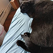 Binx joined the competition — help win amazing prizes! animal, bed, bedroom, black_cat, blue_bed_sheet, box, cat, cozy, fur, furniture, indoor, paw, pet, relaxing, resting, sleeping, table, tail, whiskers, wooden_dresser