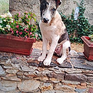 Arthur participe au concours pour gagner de l'argent avec cette photo : puppy, dog, young_dog, floppy_ears, stone_wall, flower_pots, plants, outdoor, garden, curious, sitting, brown_and_white, nature, pet, animal, cute, young_animal, ears, nose, fur