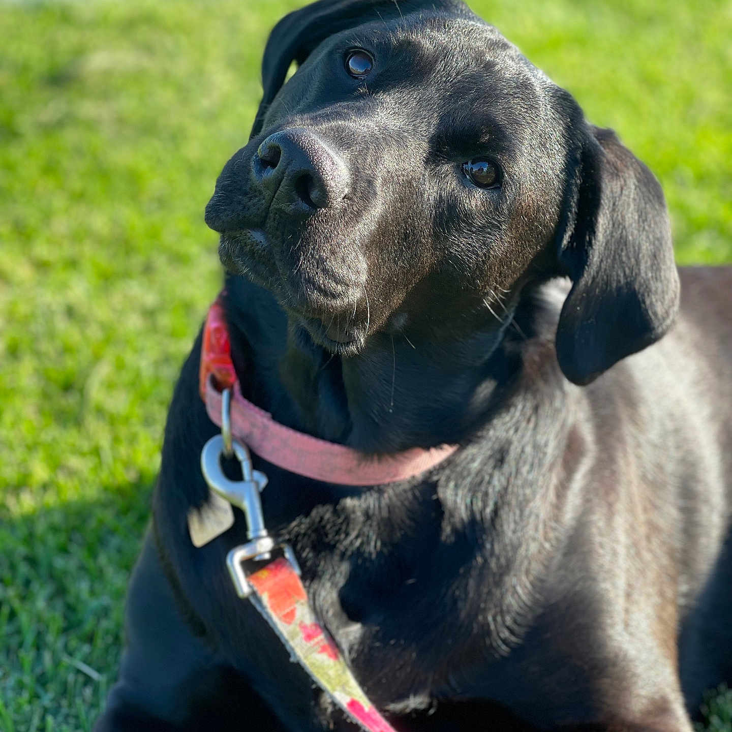 Kallie is registered to the contest to win money with this photo: accessories, animal, boxer, bulldog, canine, collar, dog, grass, greatdane, hound, labradorretriever, lawn, leash, pet, plant, pointer, policedog, puppy, snout, strap