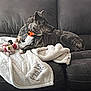 dog, brindle, collar, orange_collar, blanket, white_blanket, rope_toy, toy, couch, sofa, indoor, pet, resting, relaxed, fur, animal, side_view, cozy, comfort, living_room