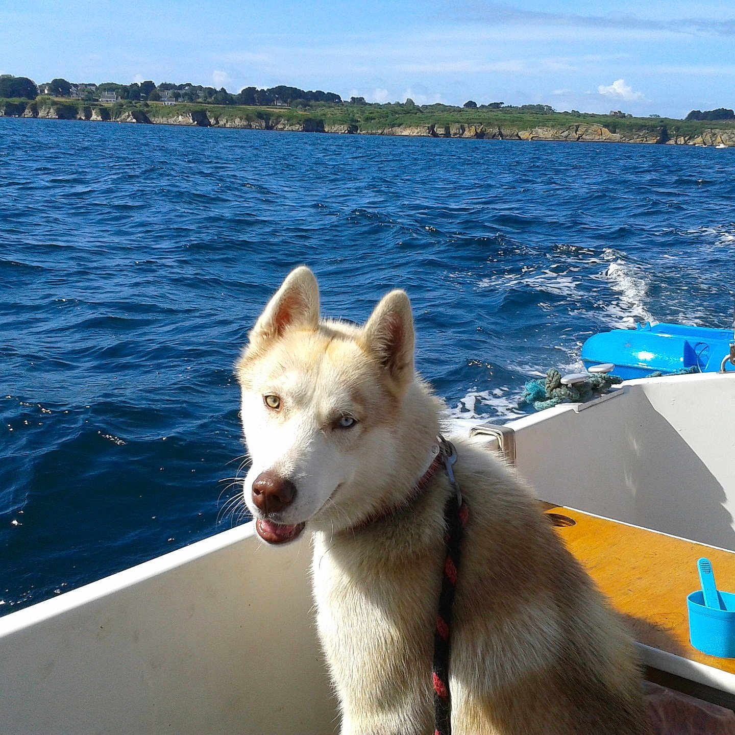 Gusmo participe au concours pour gagner de l'argent avec cette photo : animal, blue_cup, boat, clouds, coastline, daytime, dog, feet, husky, landscape, ocean, outdoor, person, pet, rope, sea, sky, sunny, table, water