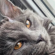 Chanel a rejoint le concours — aidez-le/la à gagner de superbes lots ! amber_eyes, animal, cat, close_up, closeup, curious, domestic_cat, eyes, face, feline, grey_fur, indoor, nose, pet, portrait, relaxed, soft_fur, whiskers, window