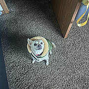 Colombiana joined the competition — help win amazing prizes! dog, chihuahua, small_dog, pet, coat, jacket, carpet, shag_carpet, indoor, looking_up, eyes, cute, pet_portrait, flooring, doorway, bag, strap, shadow, shoe_tip, home_interior