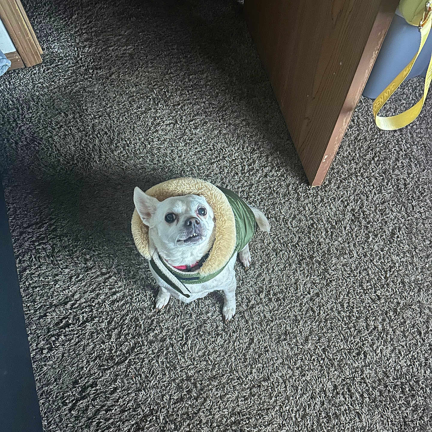 Colombiana joined the competition — help win amazing prizes! bag, carpet, chihuahua, coat, cute, dog, doorway, eyes, flooring, home_interior, indoor, jacket, looking_up, pet, pet_portrait, shadow, shag_carpet, shoe_tip, small_dog, strap