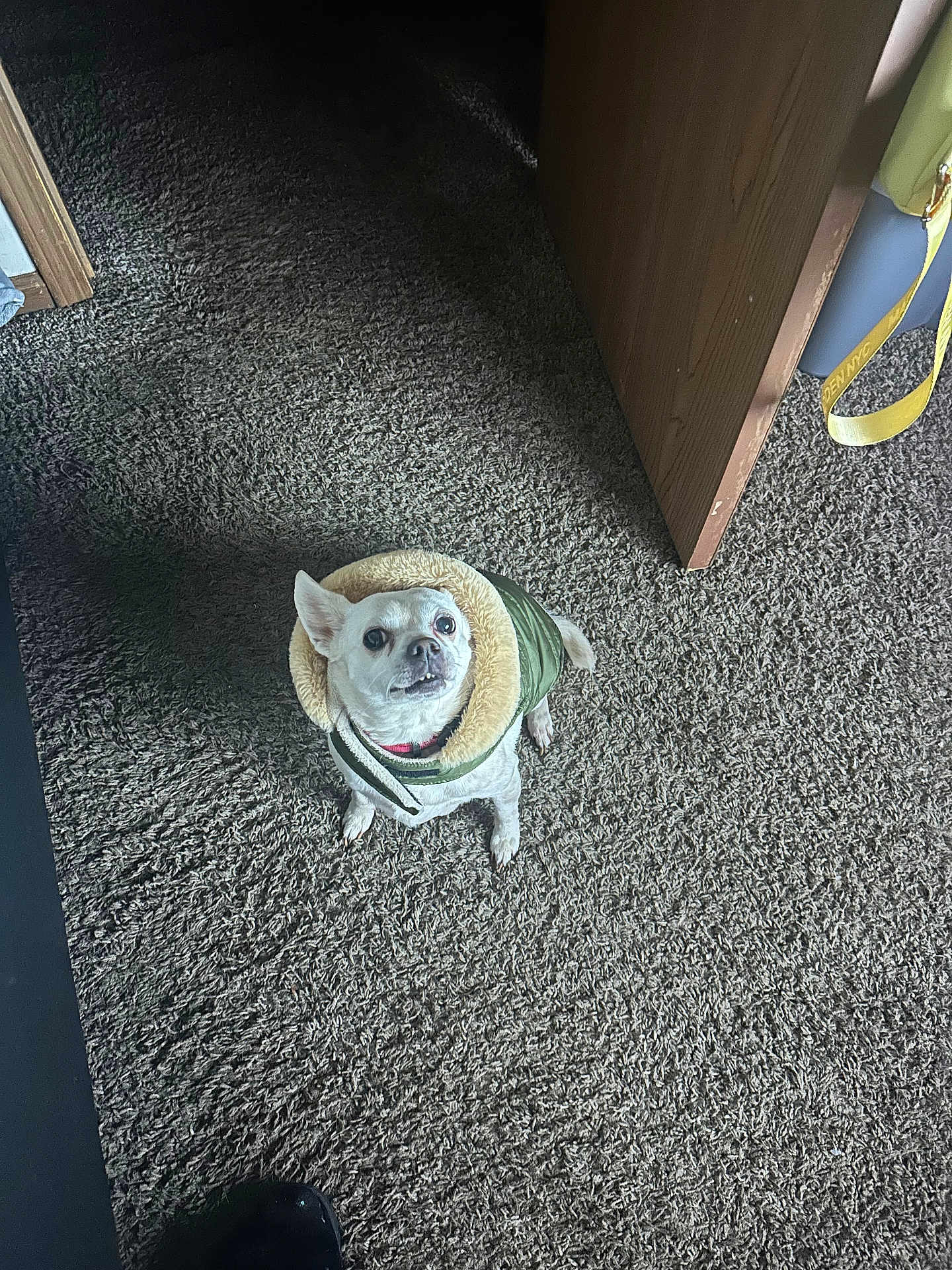 Colombiana joined the competition — help win amazing prizes! dog, chihuahua, small_dog, pet, coat, jacket, carpet, shag_carpet, indoor, looking_up, eyes, cute, pet_portrait, flooring, doorway, bag, strap, shadow, shoe_tip, home_interior