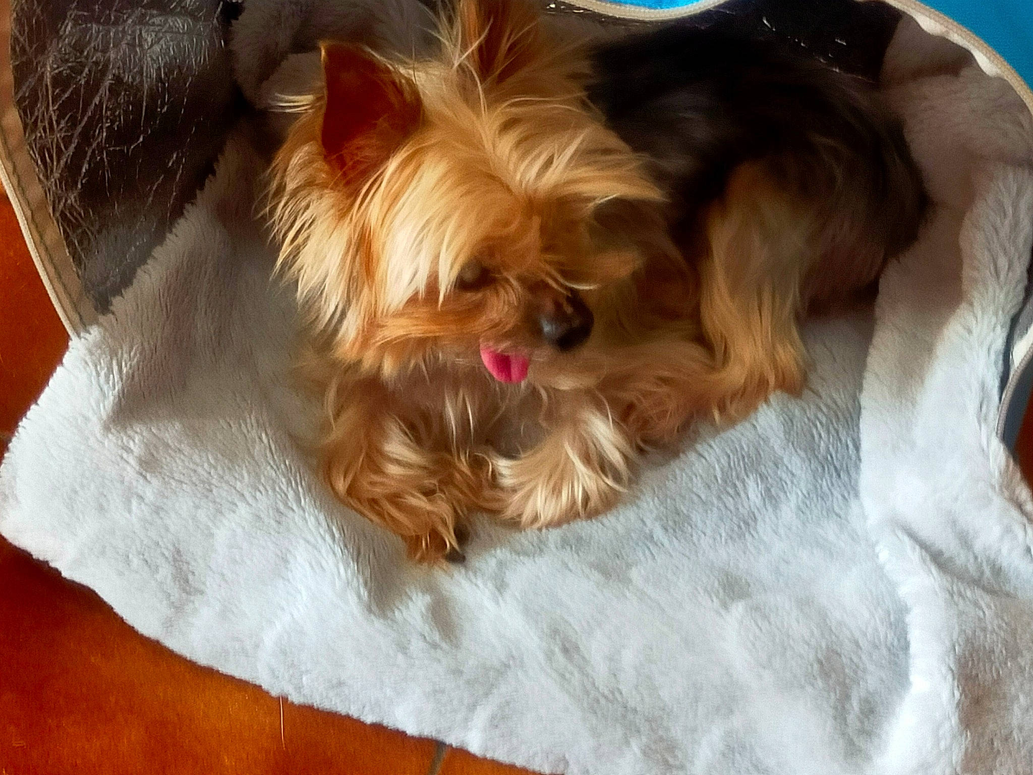 Drover participe au concours pour gagner de l'argent avec cette photo : canidae, carnivore, comfort, companion_dog, dog, dog_breed, dog_supply, ear, fawn, fur, liver, maltepoo, small_terrier, snout, sporting_group, terrier, toy_dog, whiskers, working_animal, yorkshire_terrier